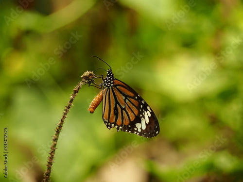 orange injuly butterfly with tear wing rest on dry grass © plaassc