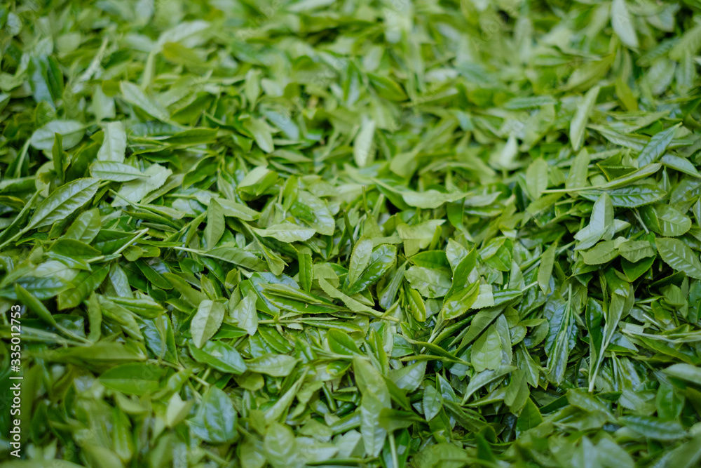収穫された茶葉 新茶 一番茶 コンテナ 収穫された茶葉 新茶 一番茶 コンテナ