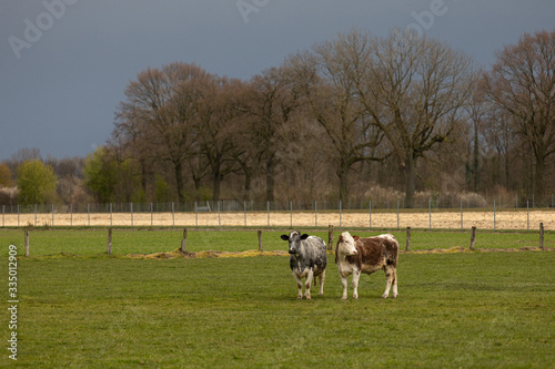 Rinderherde auf der Weide