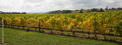 Vineyards of Saint Emilion Bordeaux france in web banner template header