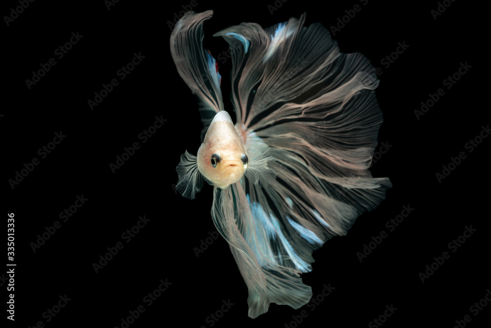 Obraz premium Exotic rhythmic motion movement luxury beautiful half moon long tail Betta,Siamese fighting fish Betta splendens, aggressive,(biting fish),aquatic animals, popular fish isolated on black background.