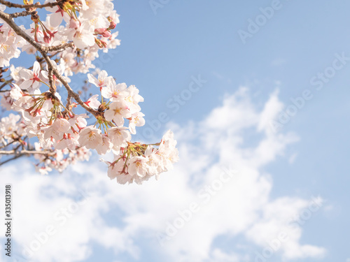 桜　春イメージ