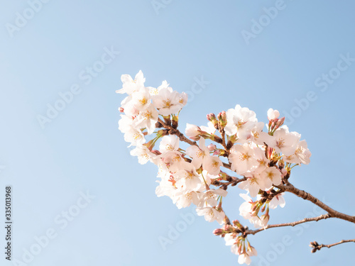 桜　春イメージ