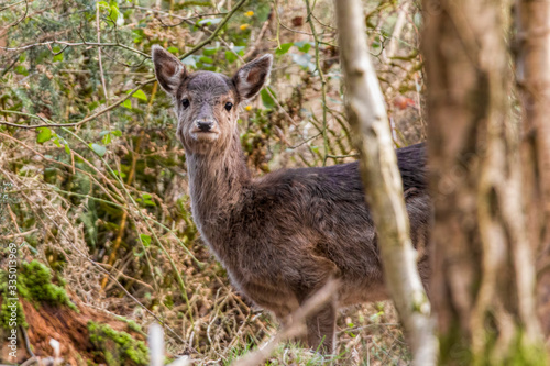 deer in the forest