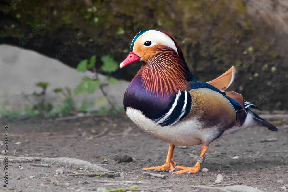 Obraz premium mandarin duck