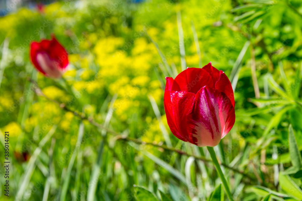 red tulips in flowerbed against the backdrop of greenery red tulips in flowerbed against the backdrop of greenery