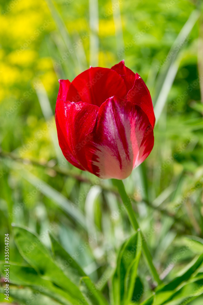red tulips in flowerbed against the backdrop of greenery red tulips in flowerbed against the backdrop of greenery