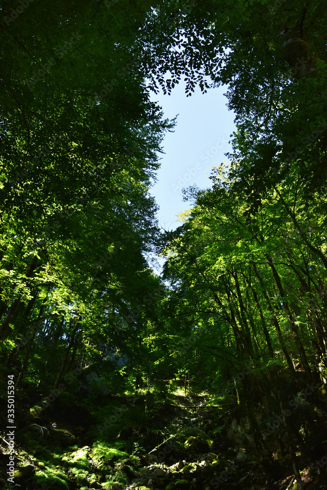 Forest seen from spectacular Gorges du Pont-du-Diable , a karst located along the Dranse de Morzine, Chablais massif in Haute-Savoie, Portes du soleil region, France.