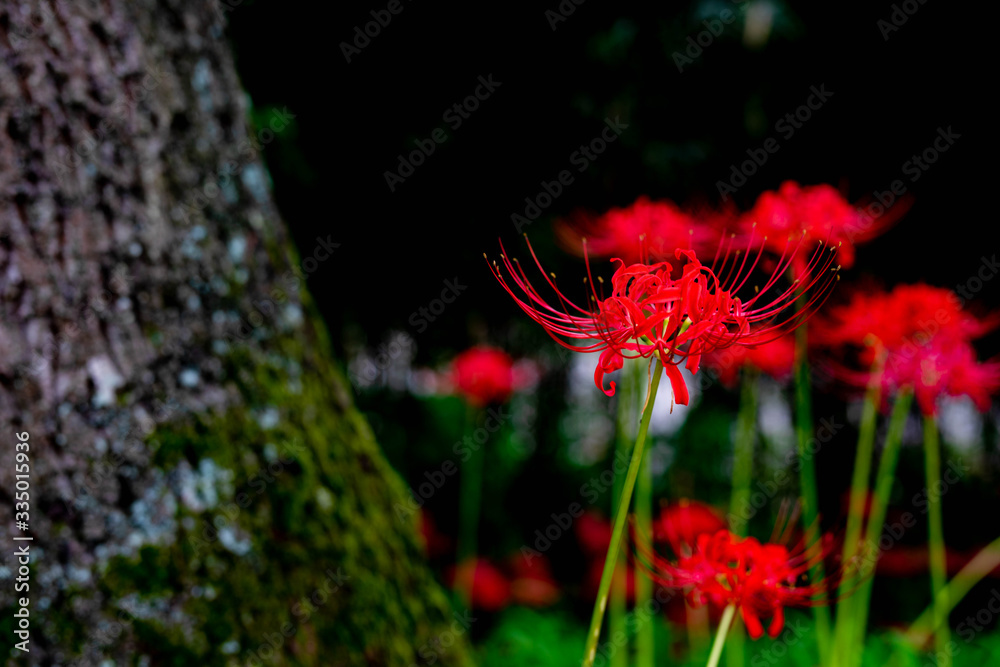 曼珠沙華の絨毯 曼珠沙華の絨毯