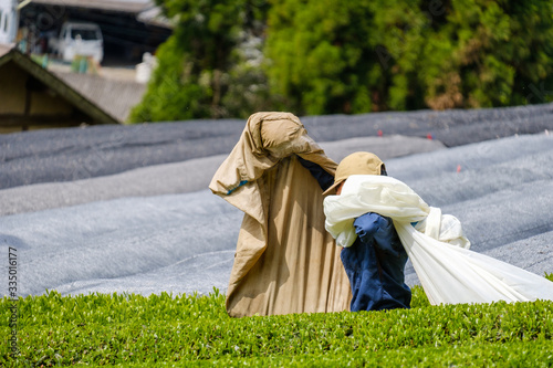 収穫した茶葉の入った袋を担ぐ女性　新茶　一番茶　京都府和束町
