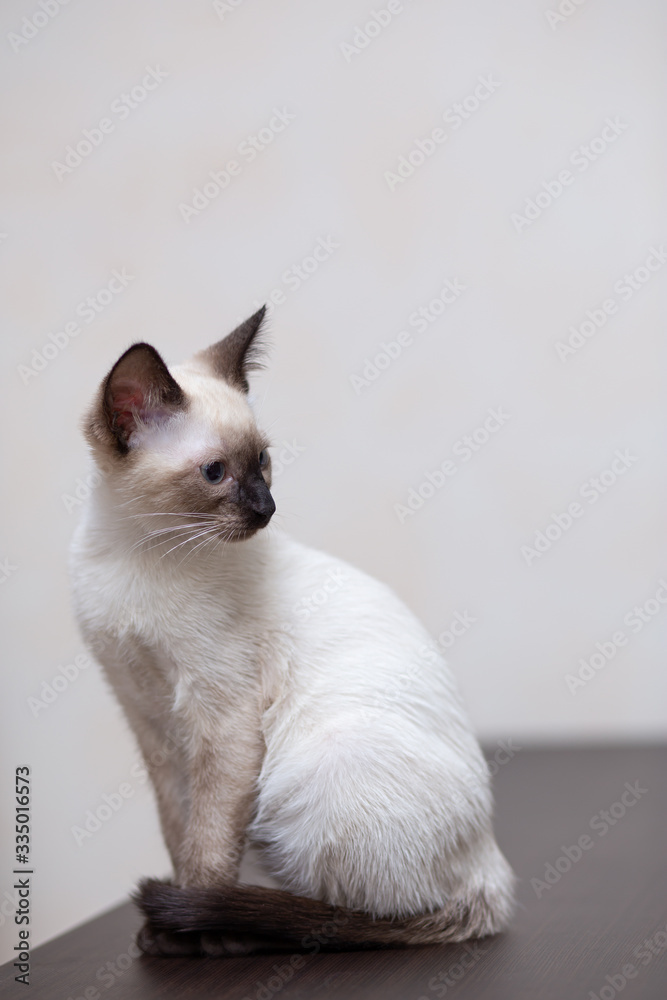 A young white Thai cat sits on a wooden table.