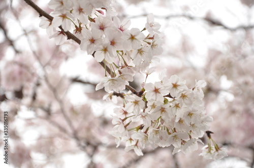 桜 © mikitea