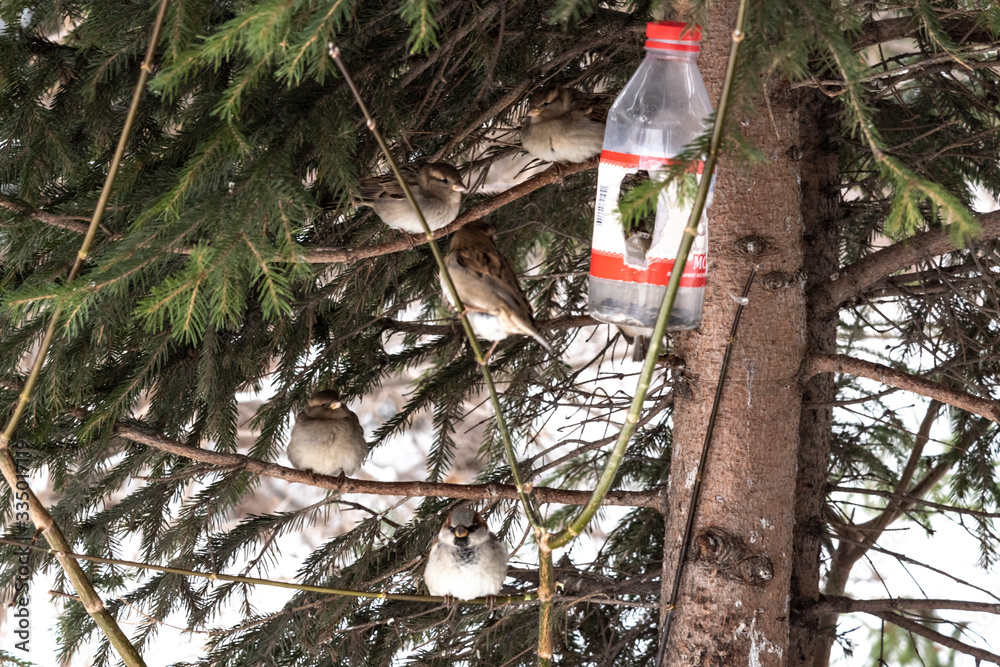 Birds in the park awaiting food. Birds in the park awaiting food.