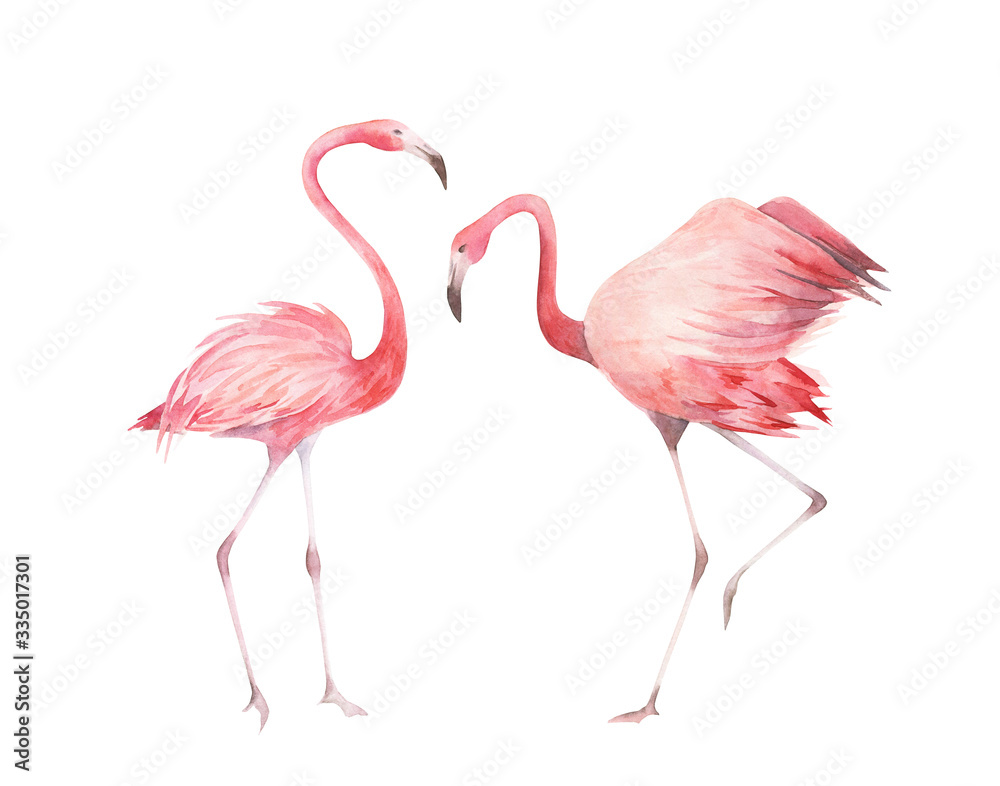 Watercolor flamingos set. Hand drawn  birds isolated on white background.
