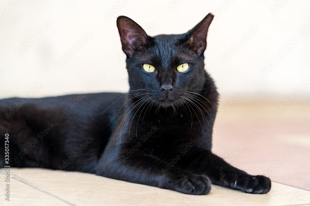 Close up image of isolated black cat Close up image of isolated black cat