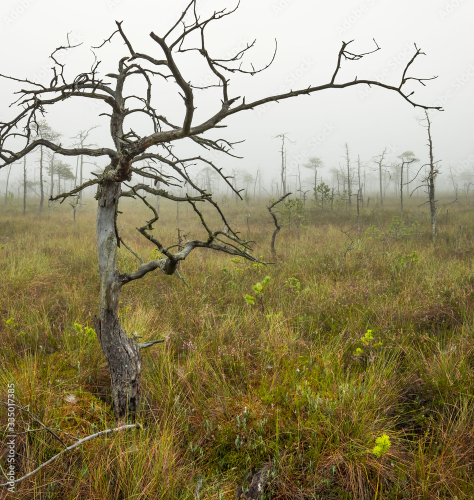 Fototapeta premium A tree in the swamp. Misty sunrise