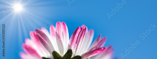 Spring daisy flower against blue sky web banner