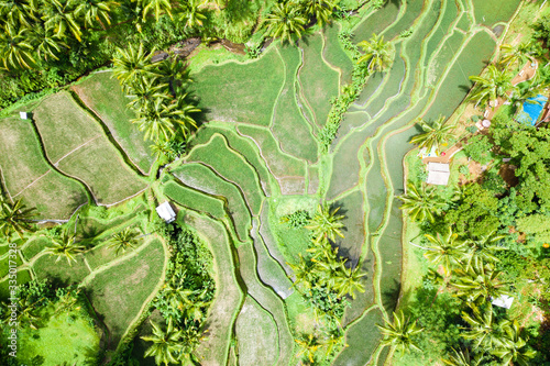 Reisfeld in Bali mit der Drohne fotografiert - grüne Reisterrassen photo