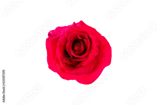 Red rose flowers blooming with water drops top view isolated on white background.