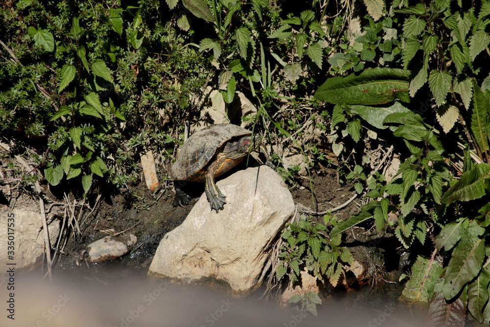Naklejka premium A turtle warms up from the sun's rays on the edge of a canal