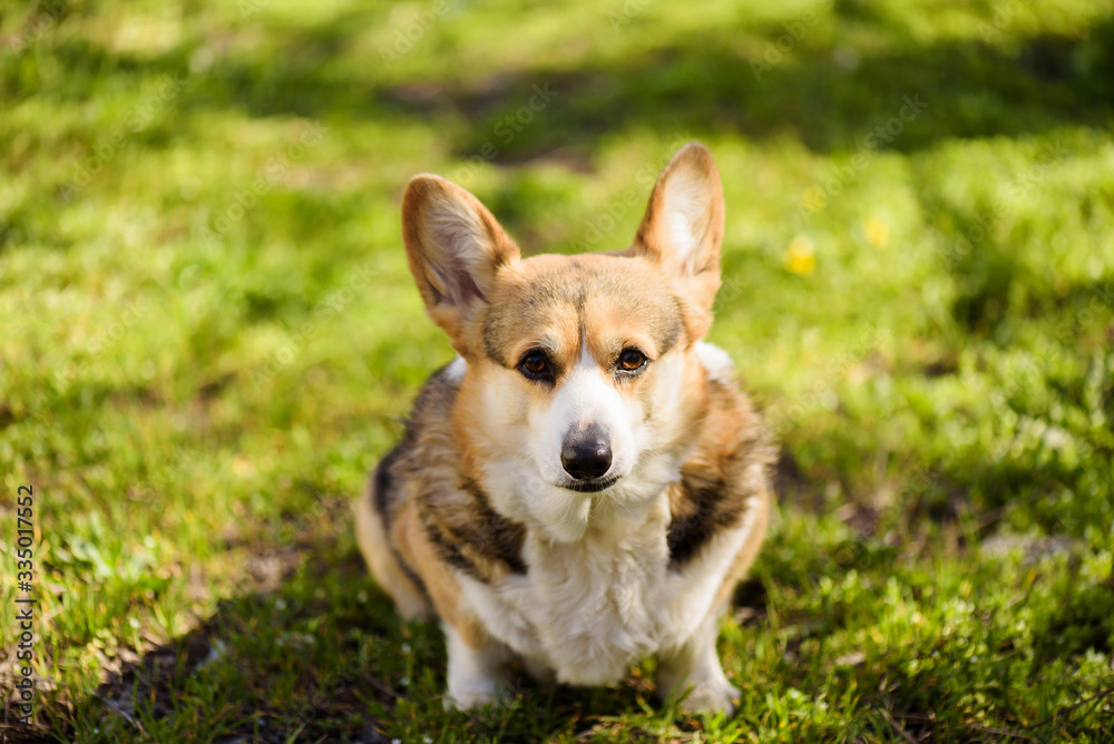 Corgi dog sitting on green grass and waiting for the owner’s command Corgi dog sitting on green grass and waiting for the owner’s command