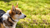 banner 16:9 Corgi dog stands in profile looking from left to right against a background of green grass