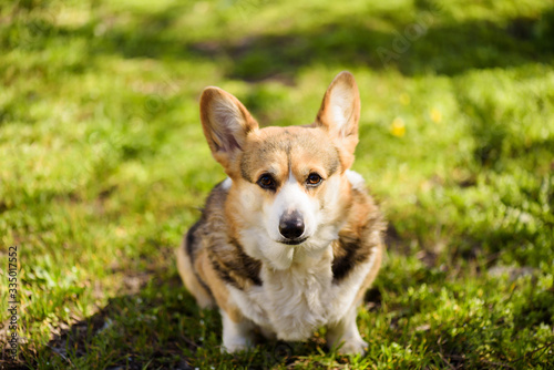  Corgi dog sitting on green grass and waiting for the owner’s command