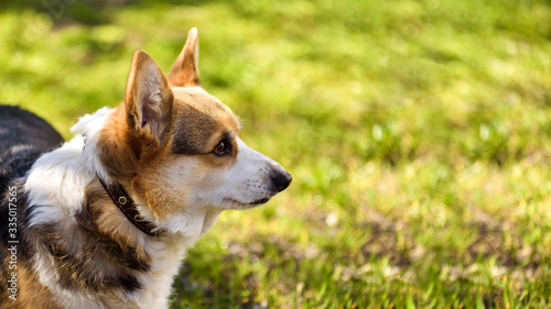 banner 16:9 Corgi dog stands in profile looking from left to right against a background of green grass