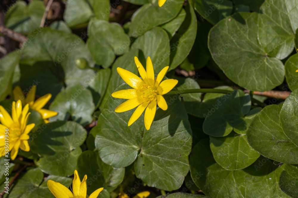 Yellow ficaria verna flowers in early spring. Yellow ficaria verna flowers in early spring.