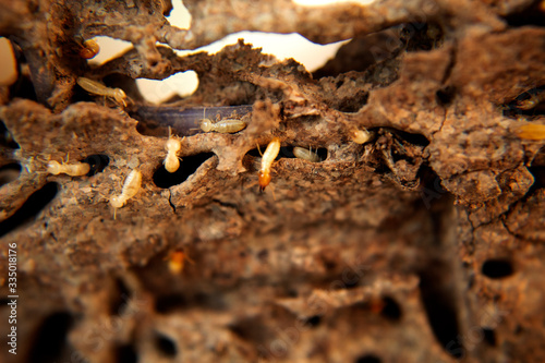 closeup termite in nest , nature wildlife