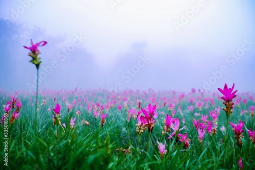 Beautiful Natural pink flower Siam Tulips or Dok krachiao with green nature background and copy space at Chaiyaphum Thailand. photo