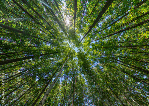 Fotótapéta Trees in the forest, bottom view, birch and poplar with thin trunks and green foliage, tree tops against the sky