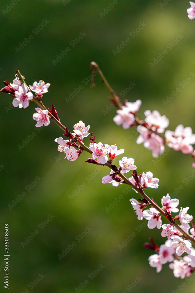 Spring peach blossom apricot sakura  flower