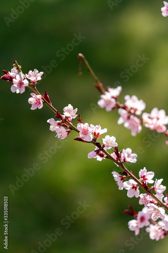 Spring peach blossom apricot sakura  flower © LIANG