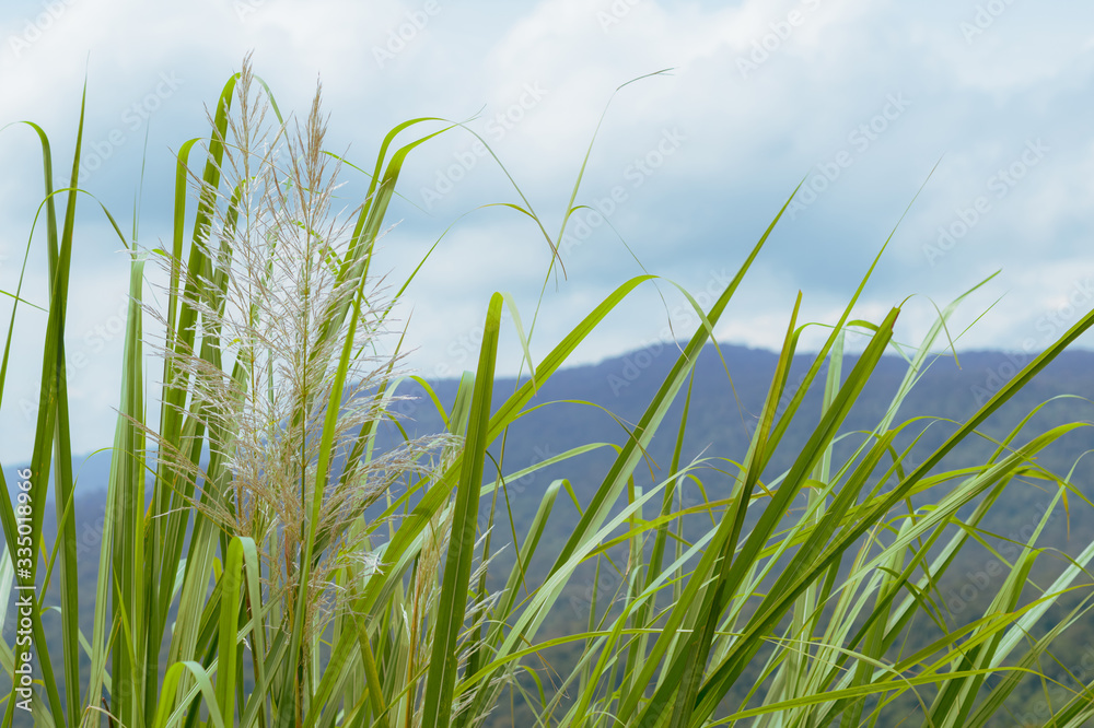 Closeup of grass flower, blade of grass with blurred mountain and cloud, Vintage style Closeup of grass flower, blade of grass with blurred mountain and cloud, Vintage style