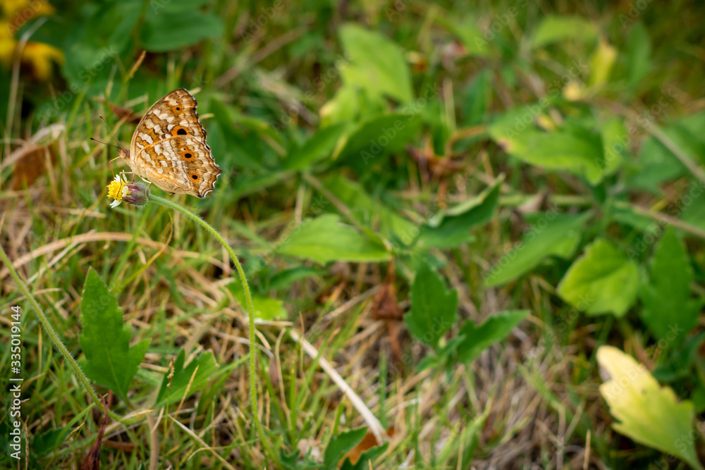 Beautiful butterfly feeding the nectar on yellow flower Beautiful butterfly feeding the nectar on yellow flower