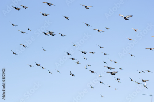 A large flock of pigeons flies in the blue sky. It can be used as a background. Selective focus.