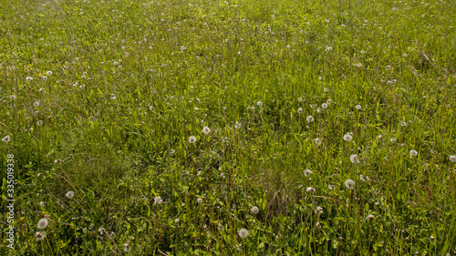 faded dandelions in a field among grass © Андрей Пугачев