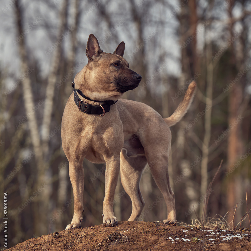 Thai ridgeback dog in nature