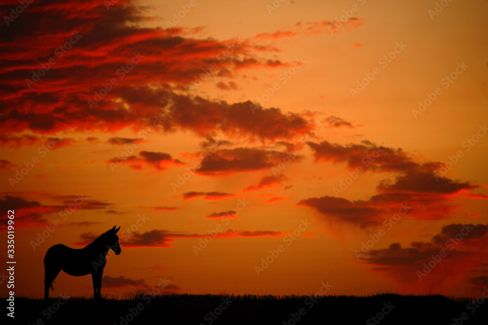 Lonely horse in a backlit meadow with an orange sky background and some clouds. Lonely horse in a backlit meadow with an orange sky background and some clouds.