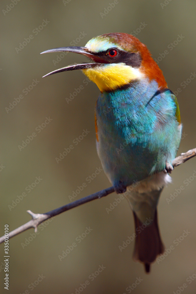 Bee-eater singing perched on a twig in the countryside in the sun in spring.
