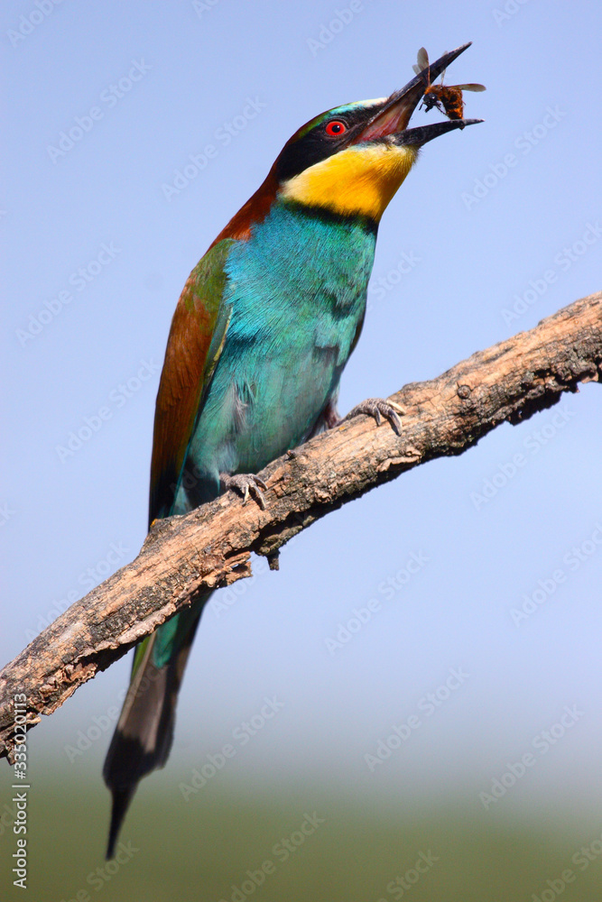Obraz premium Bee-eater perched on a branch with a bee in its beak on a sunny day with blue sky in the countryside in spring.