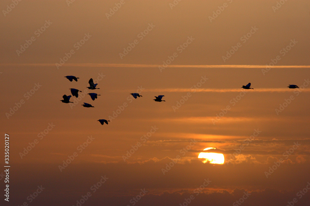 Bando of birds in backlight flying at sunset with an orange sky and the sun behind in spring.