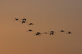 Side of flamingos flying at sunset with an orange sky in spring.