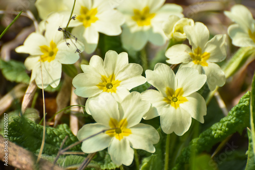 Primrose, Detail of flower of Primula vulgaris. The common primrose or English primrose, European healthy flowering. Herbal medicine