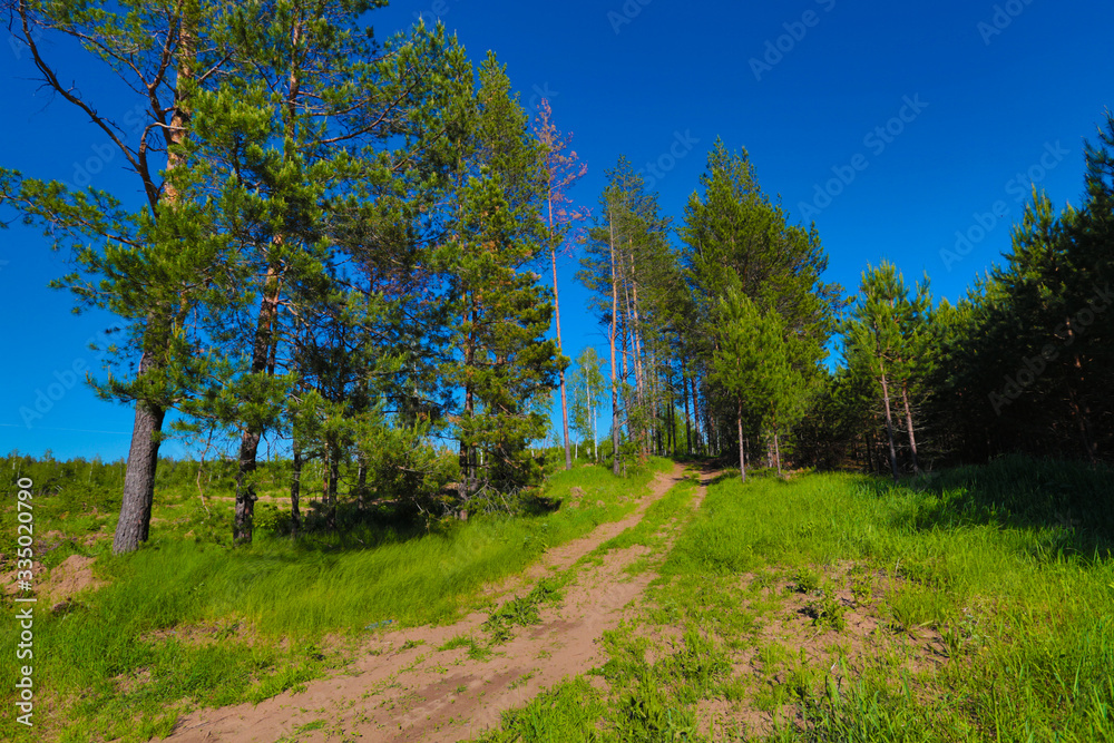 country road at the edge of a pine forest