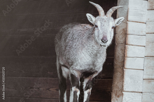 Sichuan blue sheep with horns detailed portrait. Blue sheep, goat at park with antlers close up . photo