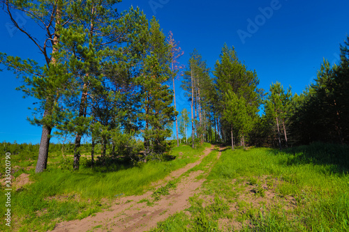 country road at the edge of a pine forest