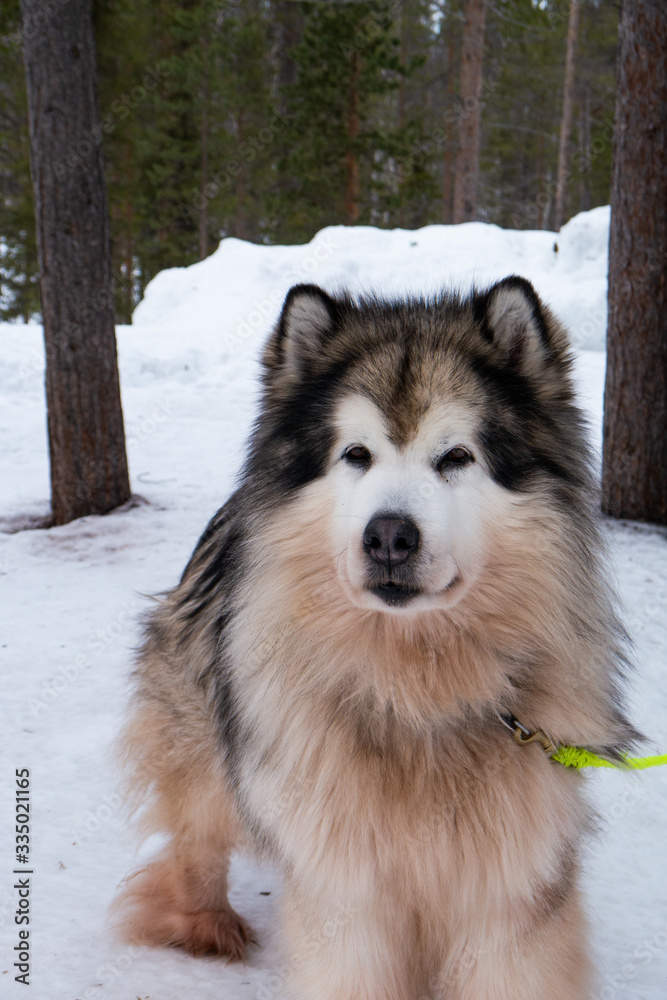 Schlittenhund, Winter, Schnee