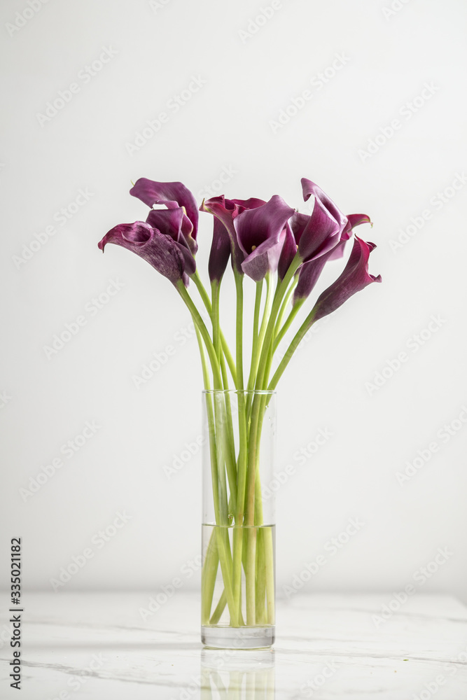 purple Calla lilly flowers in a vase, isolated on a white background, vertical, side view purple Calla lilly flowers in a vase, isolated on a white background, vertical, side view